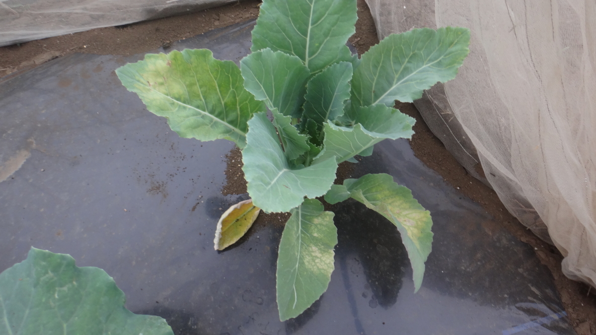 f:id:cafelegume:20190513014557j:plain