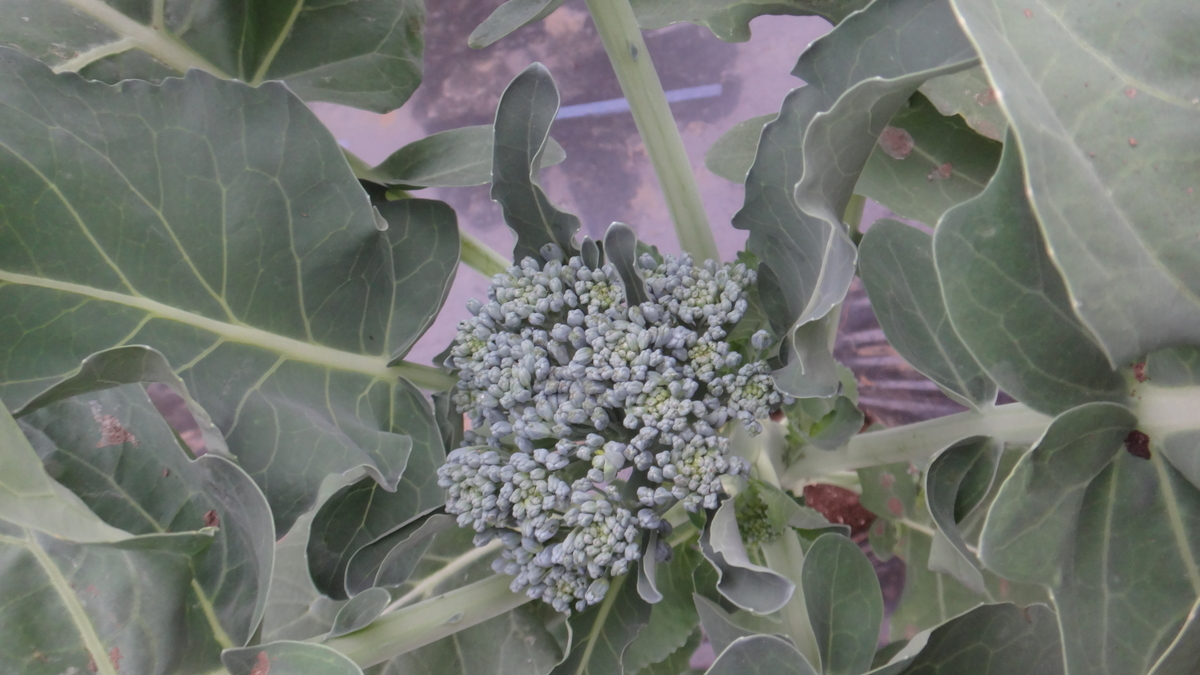 f:id:cafelegume:20190513014848j:plain