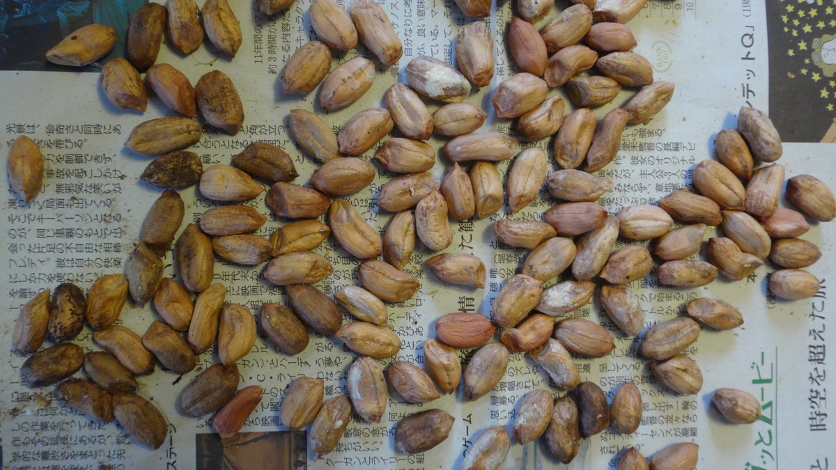 f:id:cafelegume:20190515223002j:plain