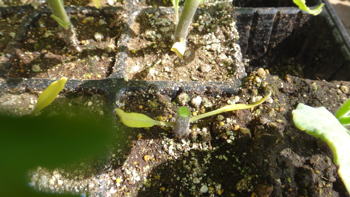 f:id:cafelegume:20190516004455j:plain