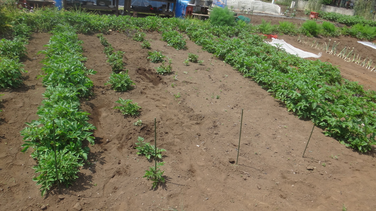 f:id:cafelegume:20190516235625j:plain
