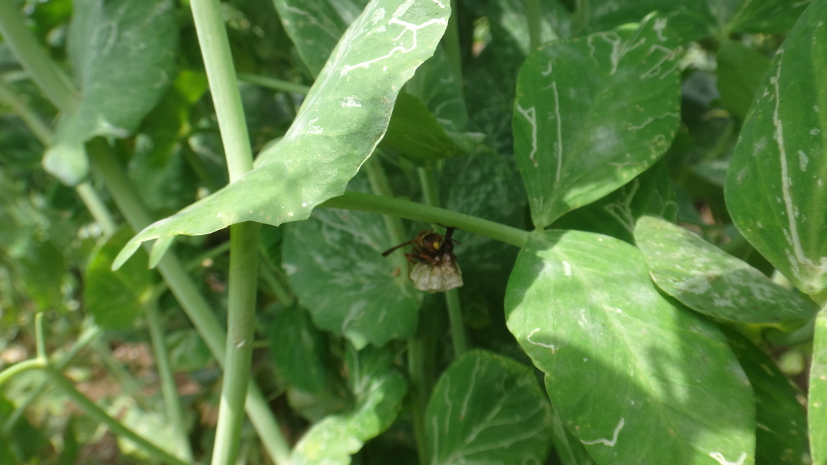 f:id:cafelegume:20190518235402j:plain