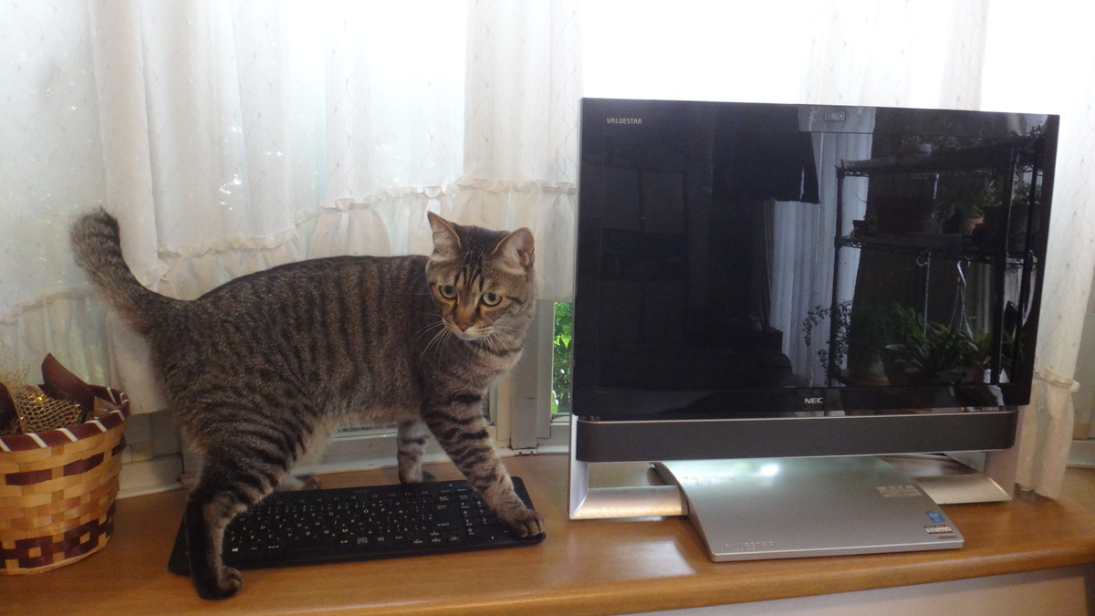 f:id:cafelegume:20190521200502j:plain