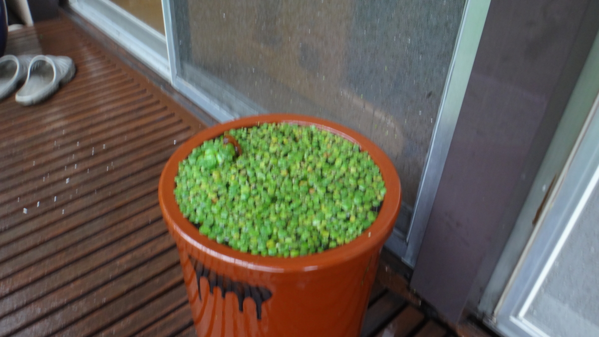 f:id:cafelegume:20190521233854j:plain f:id:cafelegume:20190521233854j:plain