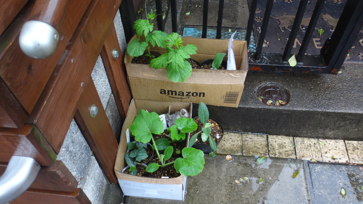f:id:cafelegume:20190521234411j:plain f:id:cafelegume:20190521234411j:plain
