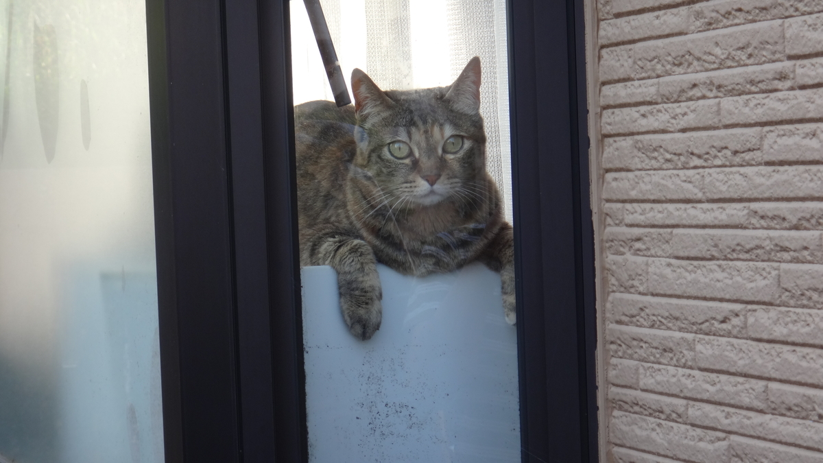 f:id:cafelegume:20190527012523j:plain