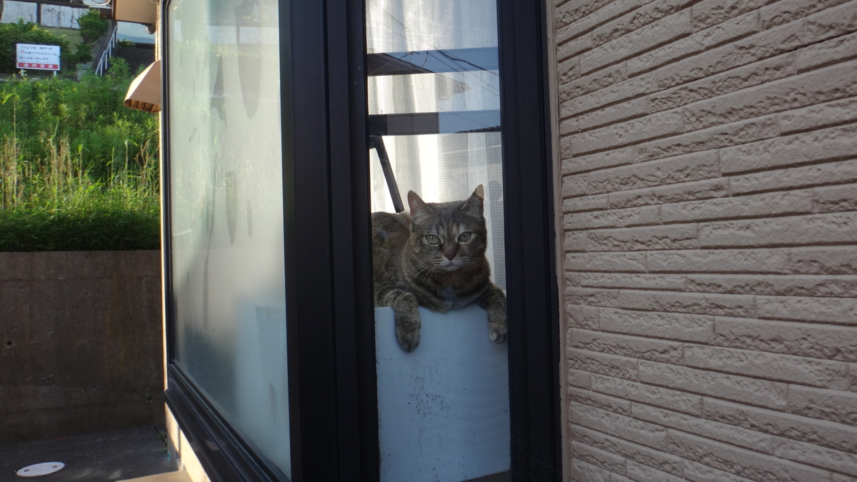 f:id:cafelegume:20190527013259j:plain