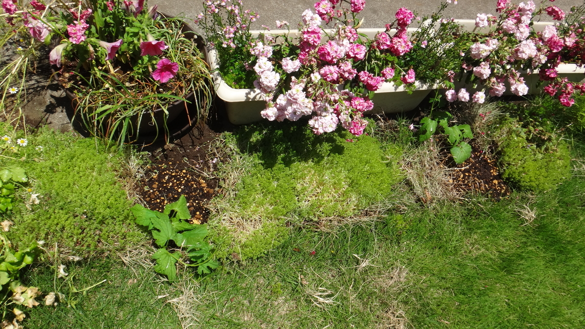 f:id:cafelegume:20190528001914j:plain