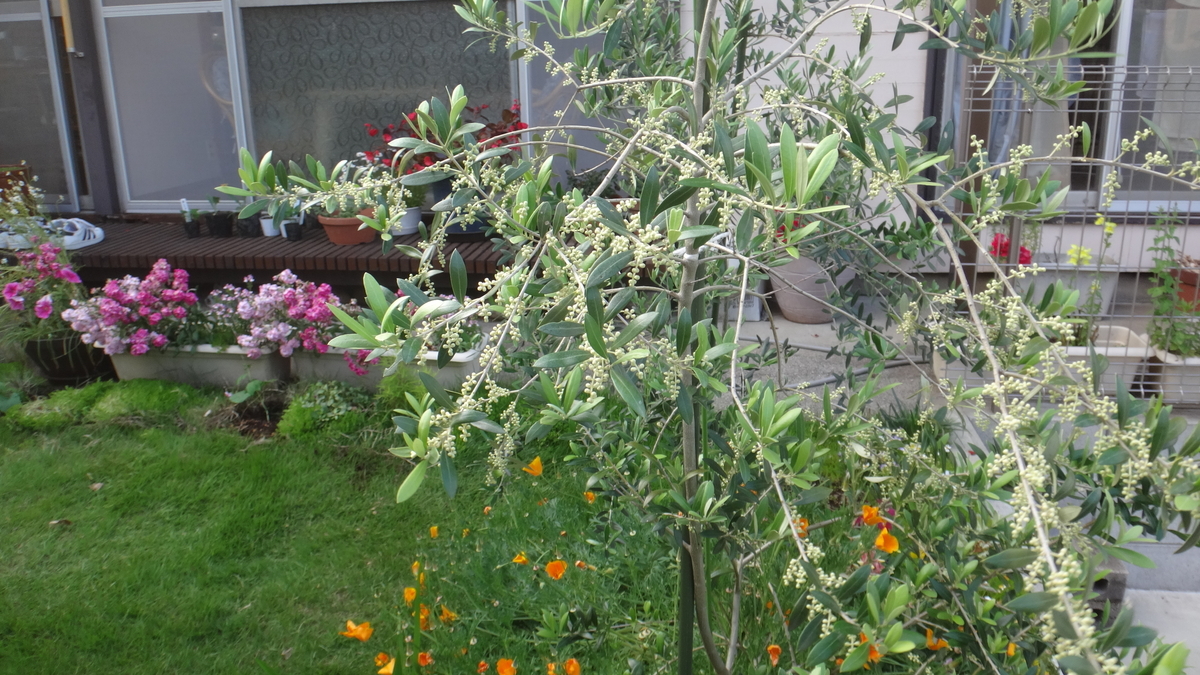 f:id:cafelegume:20190528003117j:plain