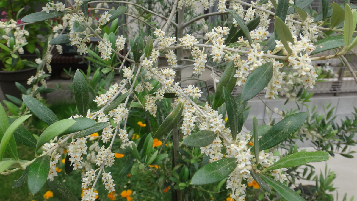 f:id:cafelegume:20190528220400j:plain
