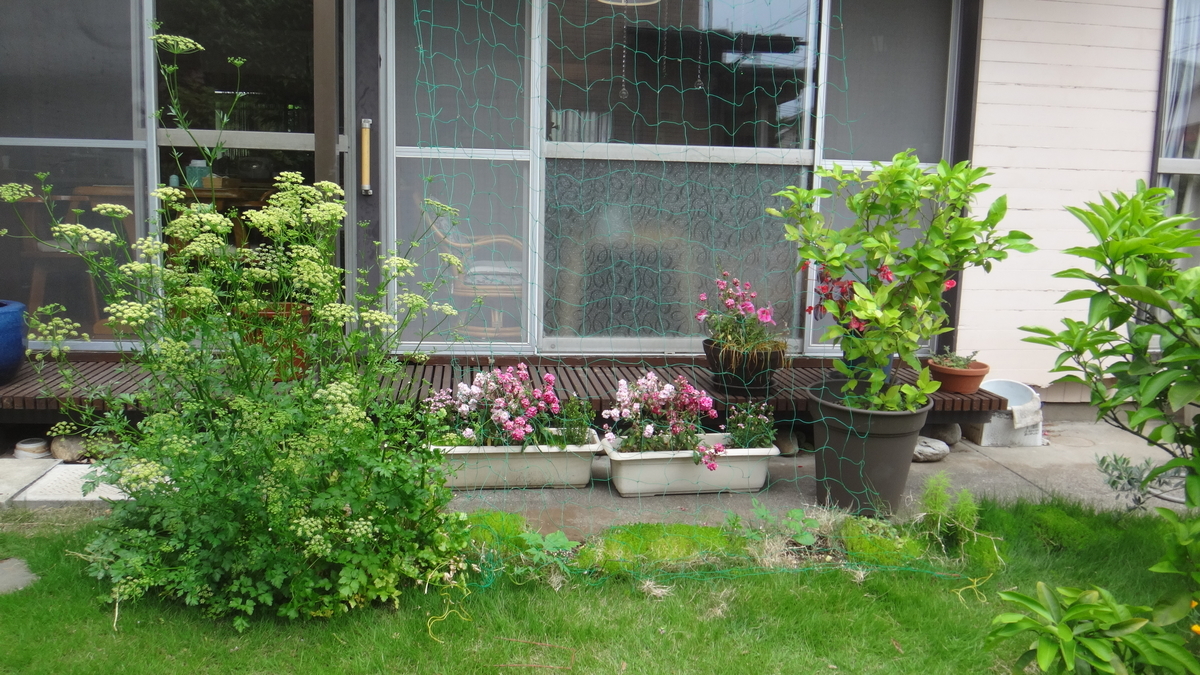 f:id:cafelegume:20190528223415j:plain