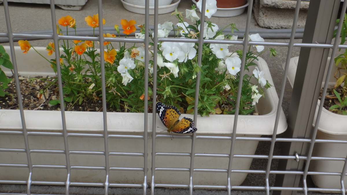 f:id:cafelegume:20190528231357j:plain