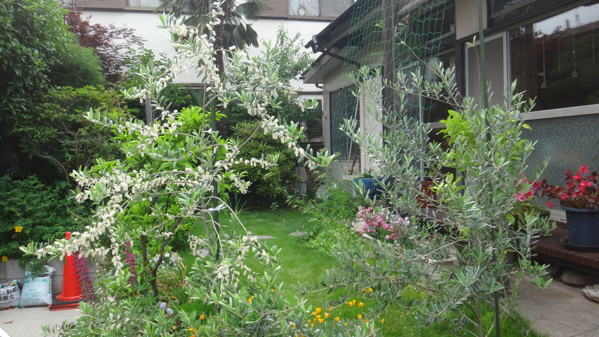 f:id:cafelegume:20190528231915j:plain