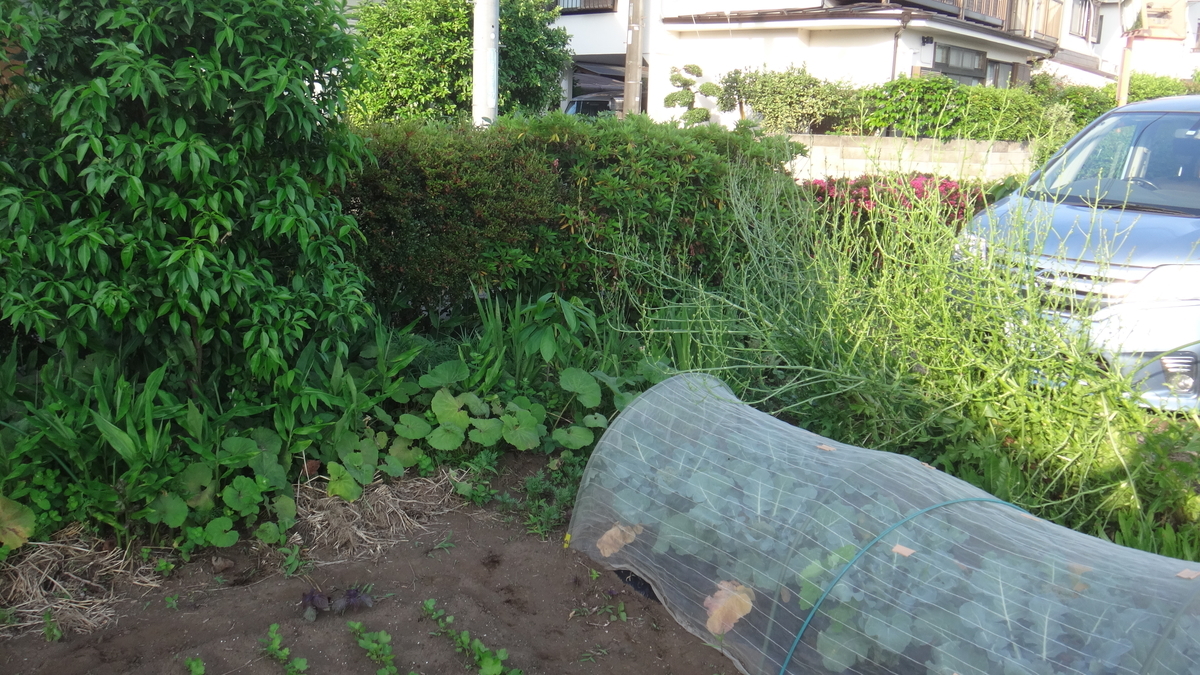 f:id:cafelegume:20190531220004j:plain