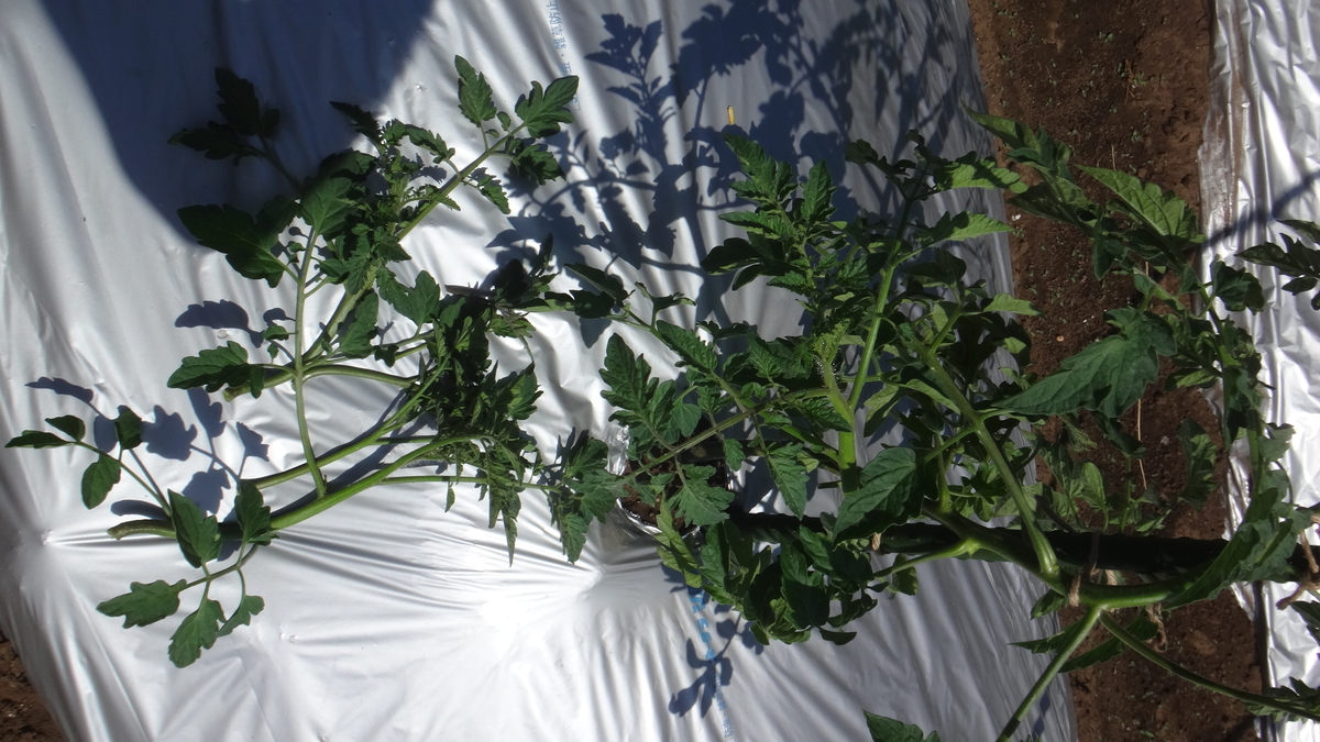 f:id:cafelegume:20190601225643j:plain