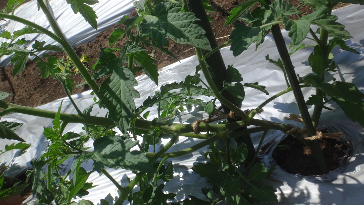 f:id:cafelegume:20190601230116j:plain