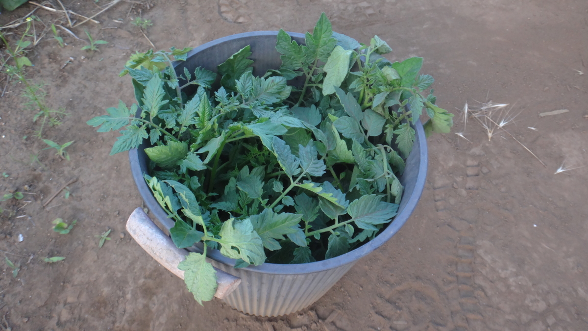 f:id:cafelegume:20190601230647j:plain