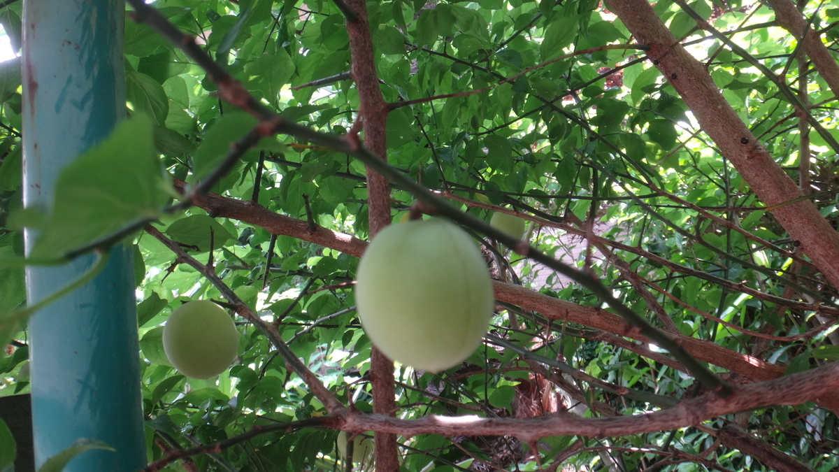 f:id:cafelegume:20190625122534j:plain f:id:cafelegume:20190625122534j:plain
