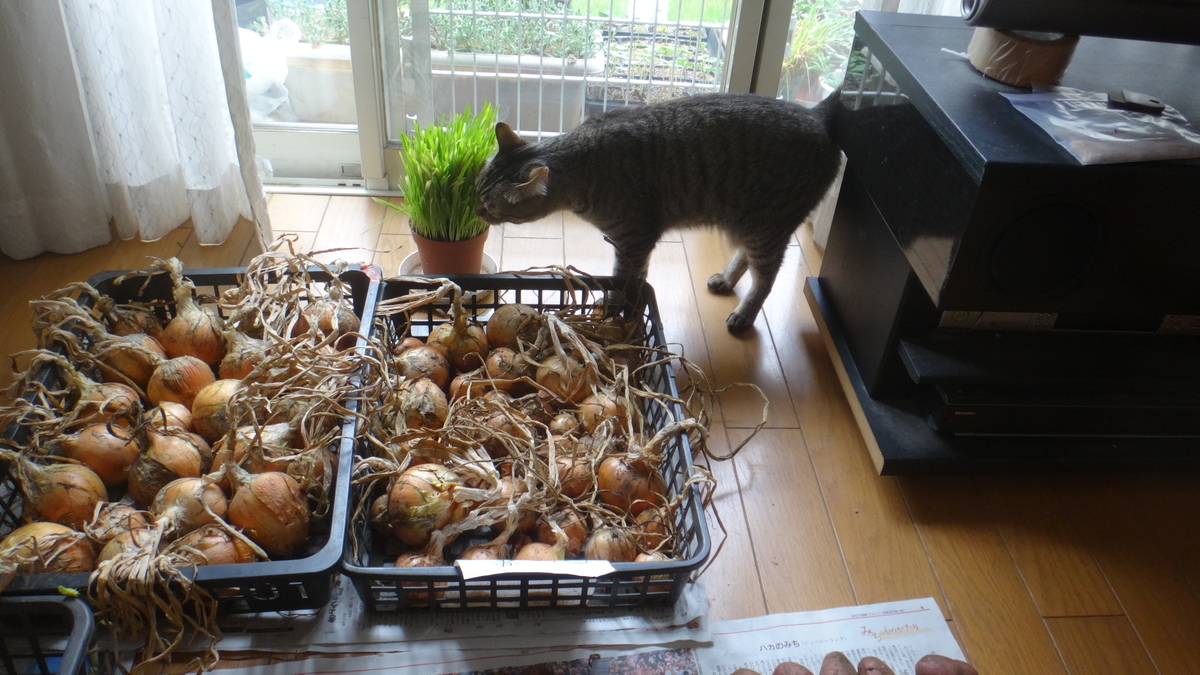 f:id:cafelegume:20190630222121j:plain f:id:cafelegume:20190630222121j:plain