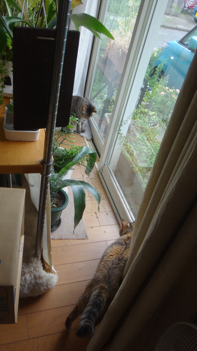 f:id:cafelegume:20190630222618j:plain f:id:cafelegume:20190630222618j:plain