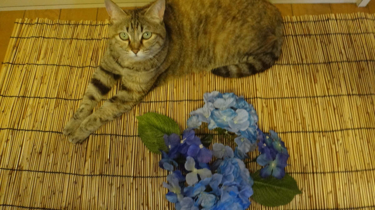 f:id:cafelegume:20190630232733j:plain f:id:cafelegume:20190630232733j:plain
