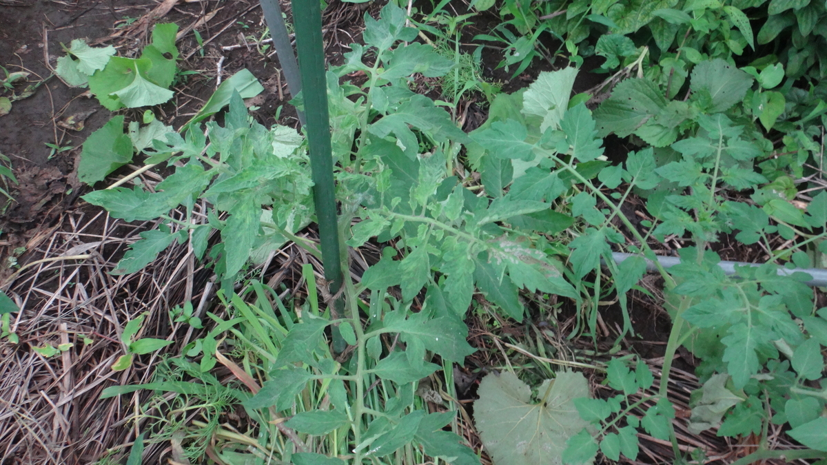 f:id:cafelegume:20190701230624j:plain