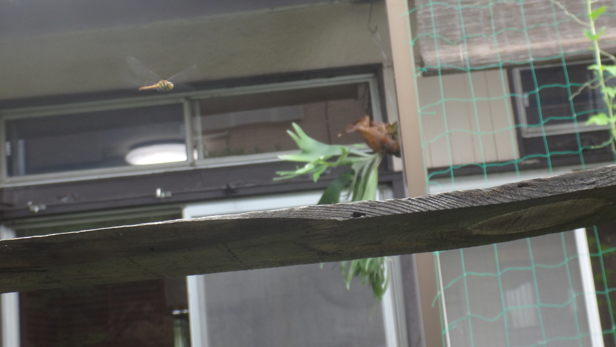 f:id:cafelegume:20190702213635j:plain f:id:cafelegume:20190702213635j:plain
