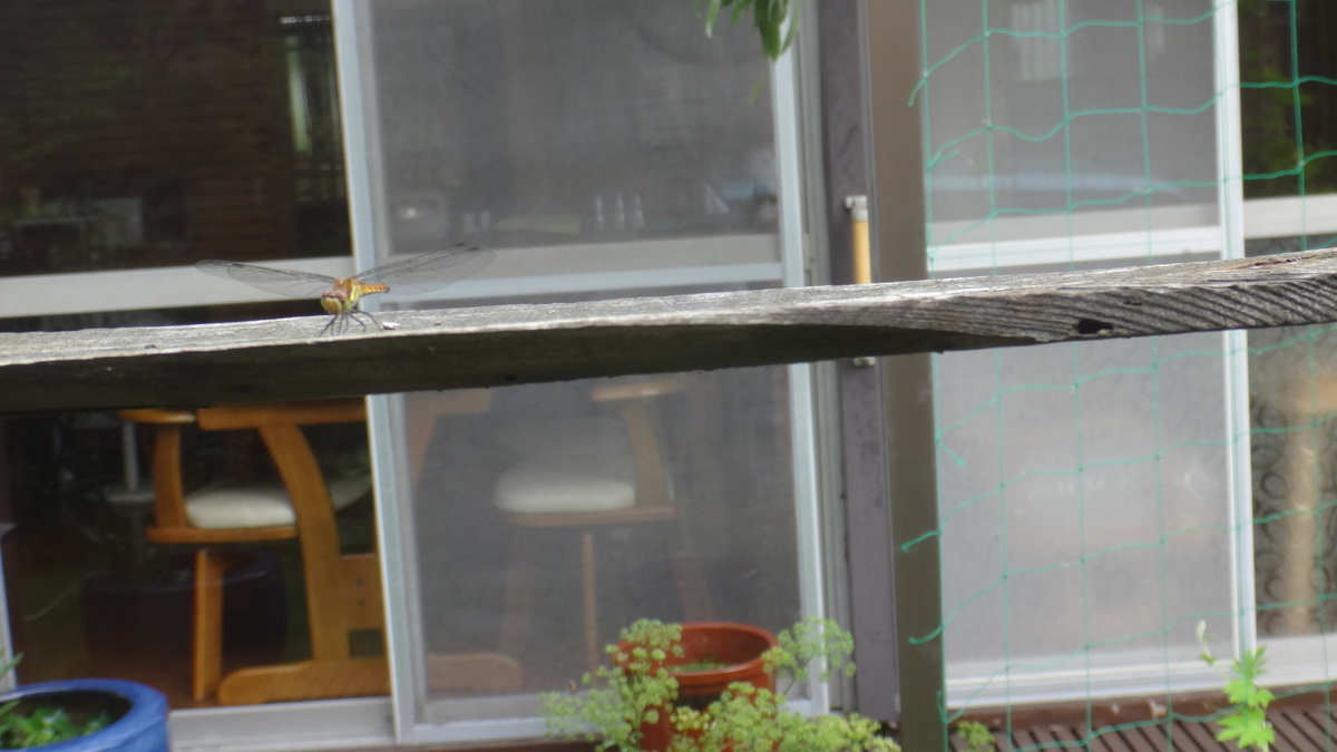 f:id:cafelegume:20190702213824j:plain f:id:cafelegume:20190702213824j:plain