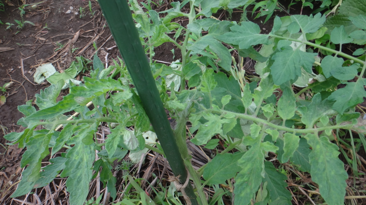 f:id:cafelegume:20190702214620j:plain f:id:cafelegume:20190702214620j:plain