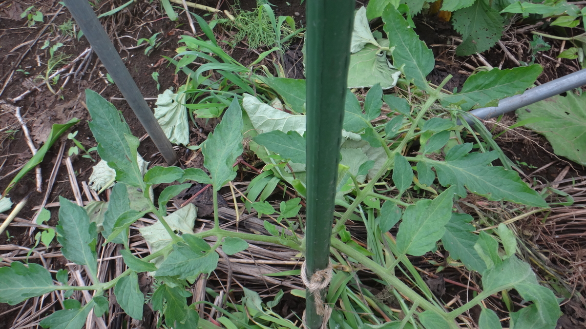 f:id:cafelegume:20190702214843j:plain f:id:cafelegume:20190702214843j:plain