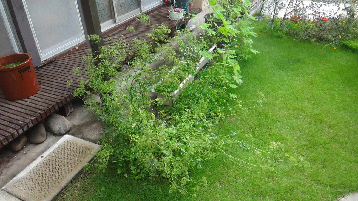 f:id:cafelegume:20190702215834j:plain f:id:cafelegume:20190702215834j:plain