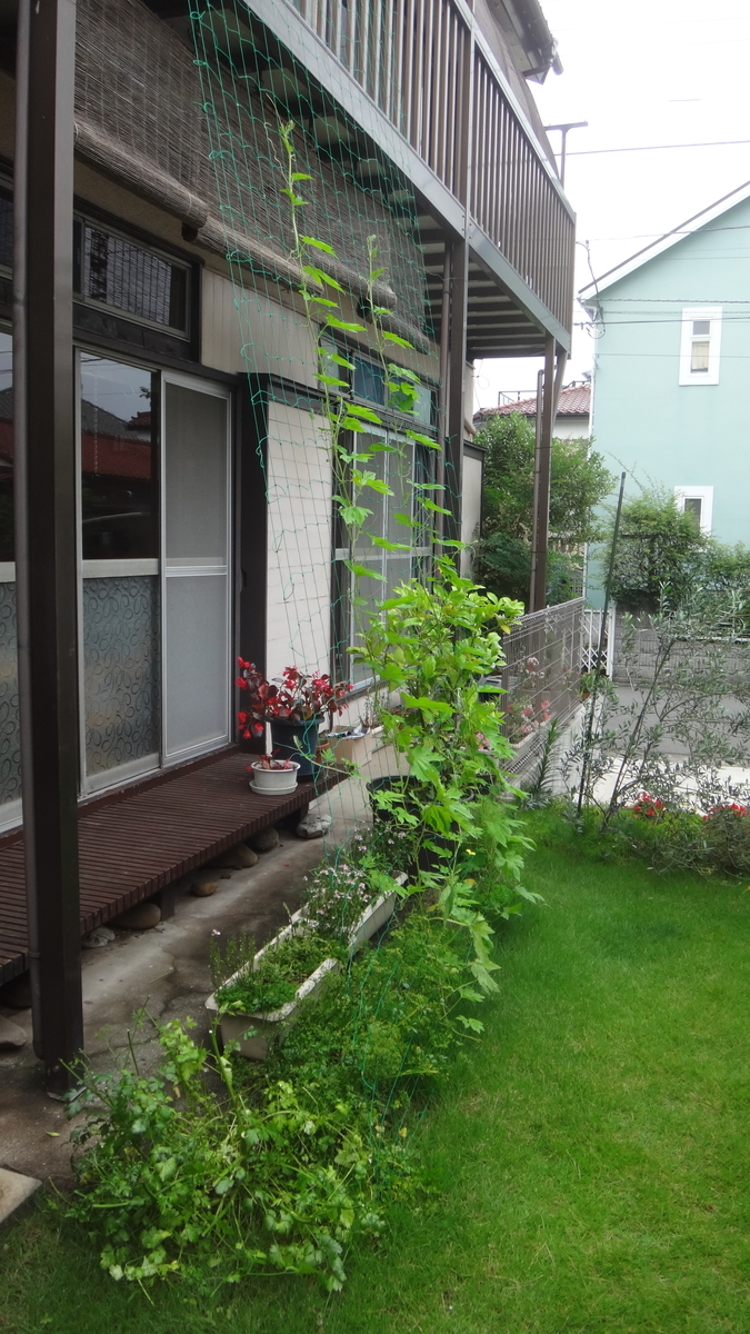 f:id:cafelegume:20190702220053j:plain f:id:cafelegume:20190702220053j:plain