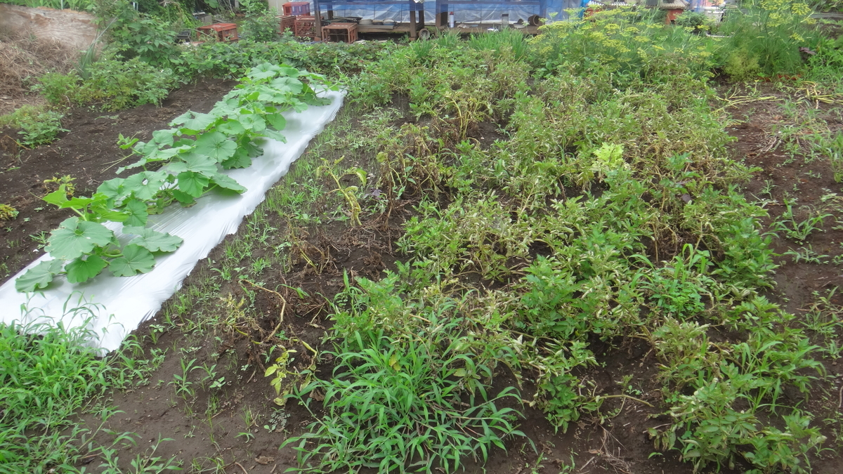 f:id:cafelegume:20190704223010j:plain