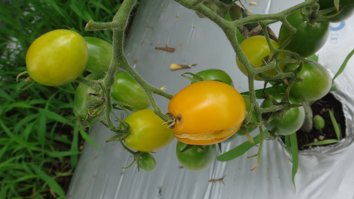 f:id:cafelegume:20190708225410j:plain