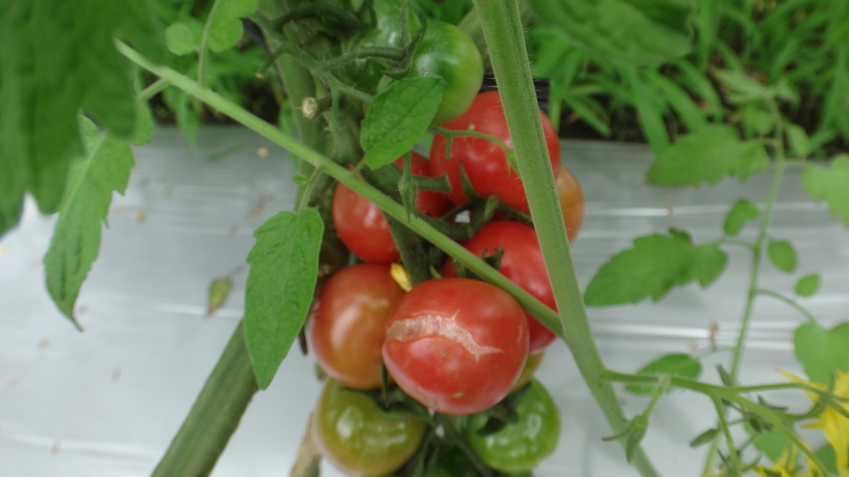 f:id:cafelegume:20190708225500j:plain