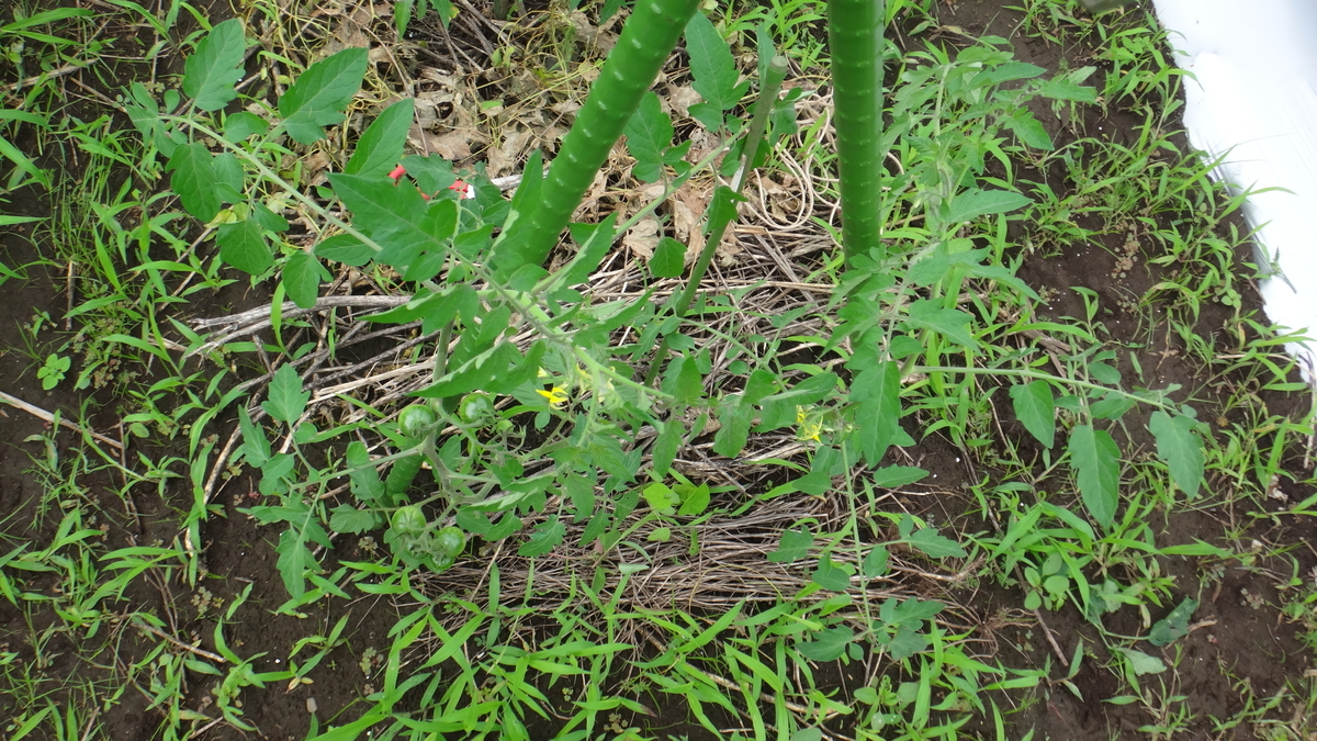 f:id:cafelegume:20190708230528j:plain