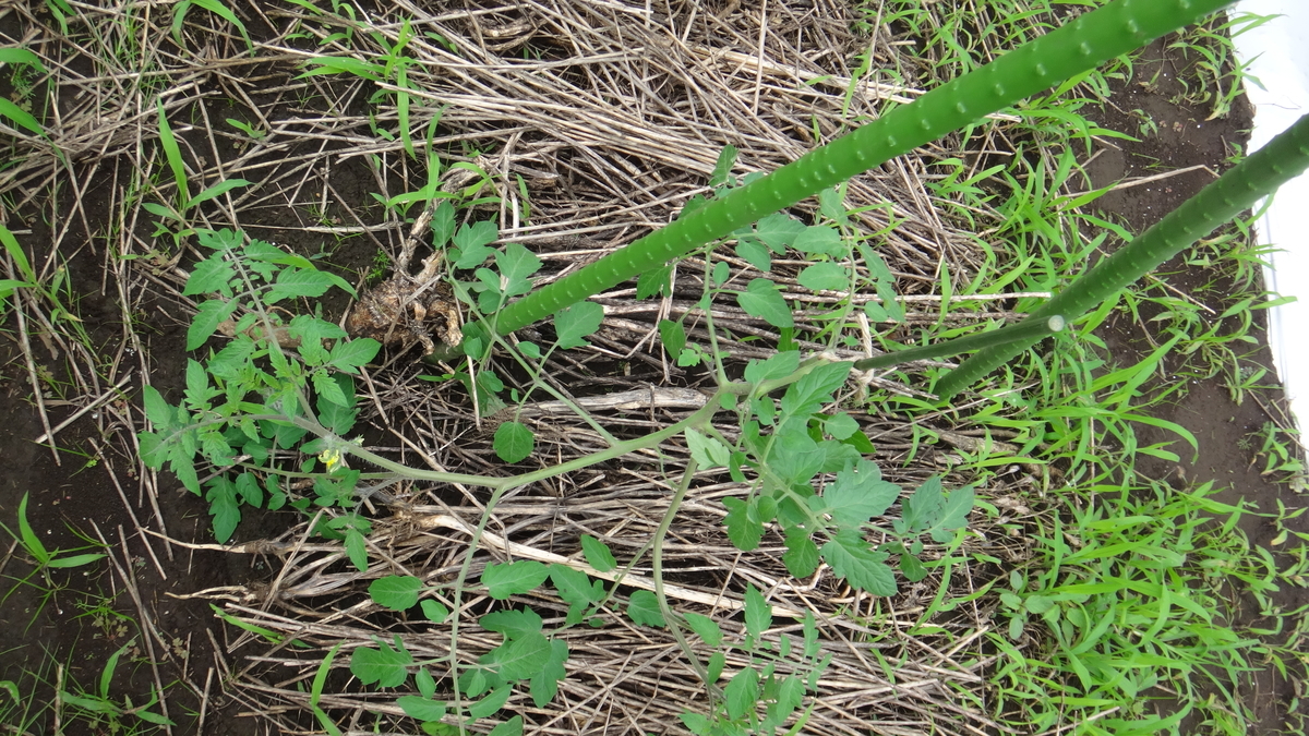 f:id:cafelegume:20190708230722j:plain