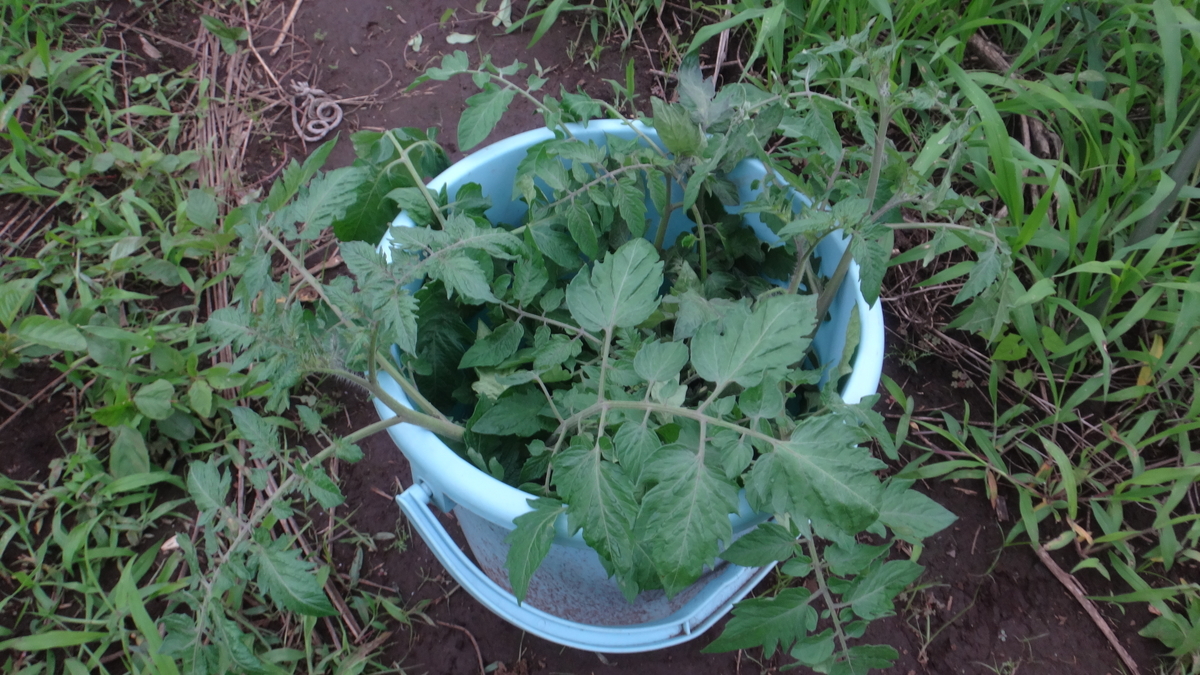 f:id:cafelegume:20190708231546j:plain