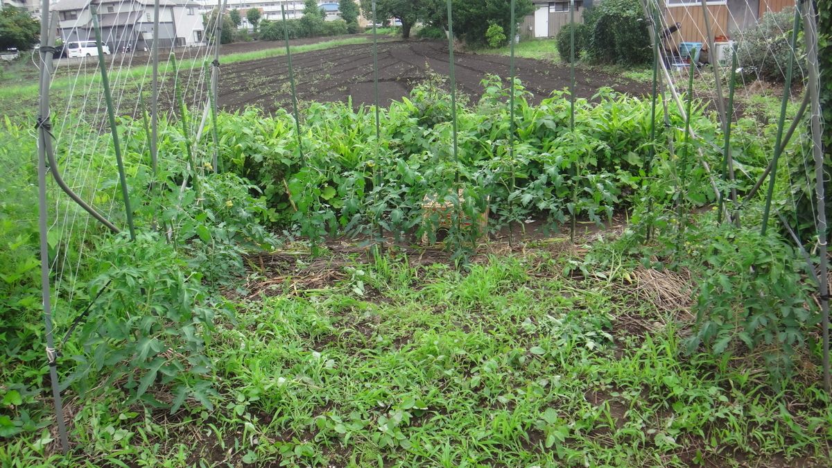 f:id:cafelegume:20190708232409j:plain