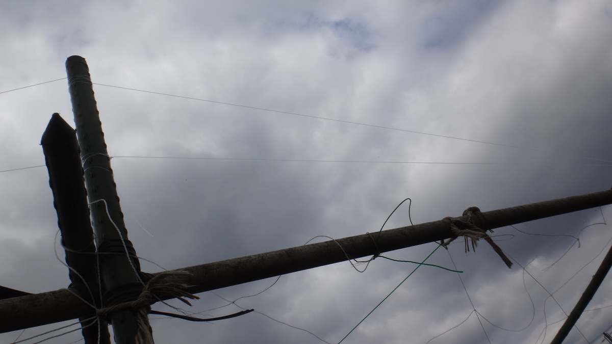 f:id:cafelegume:20190708233356j:plain