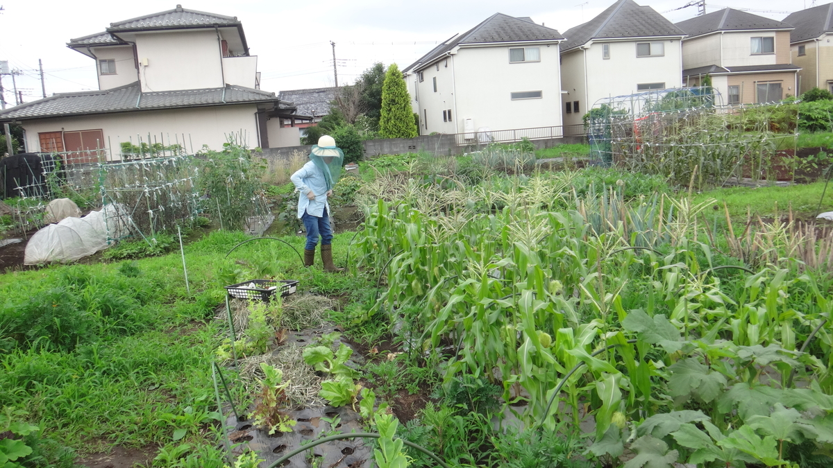 f:id:cafelegume:20190708233812j:plain