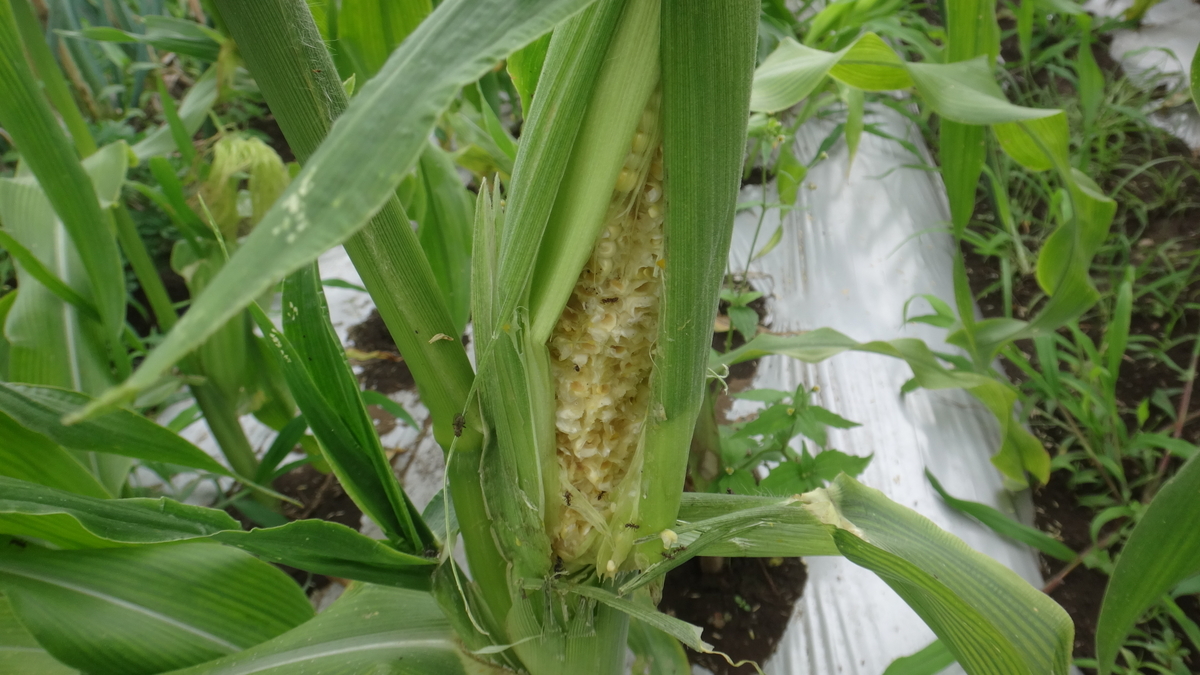 f:id:cafelegume:20190708234322j:plain