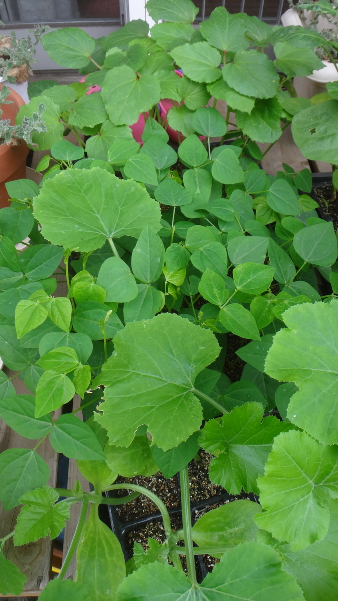 f:id:cafelegume:20190716001408j:plain