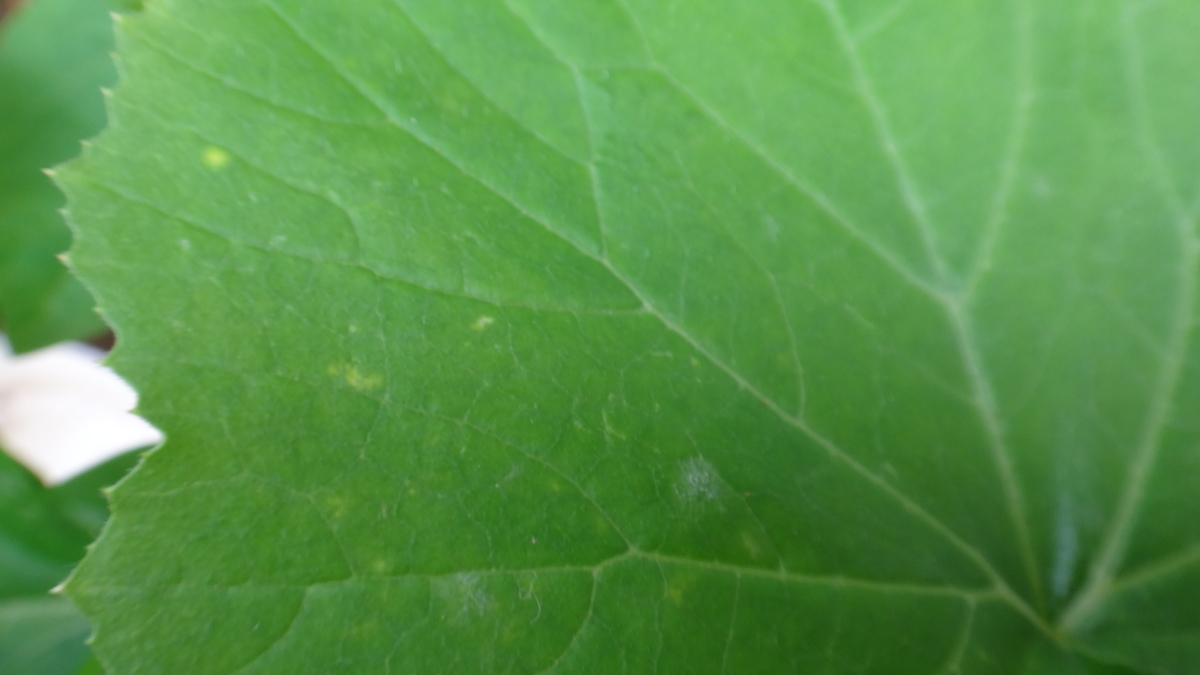 f:id:cafelegume:20190716001616j:plain