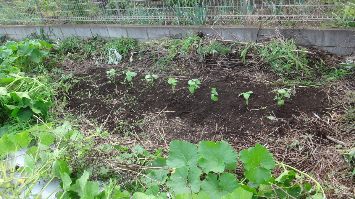f:id:cafelegume:20190717222542j:plain