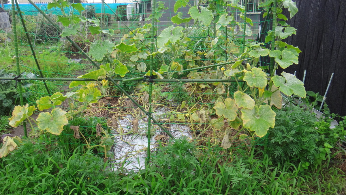 f:id:cafelegume:20190720215012j:plain