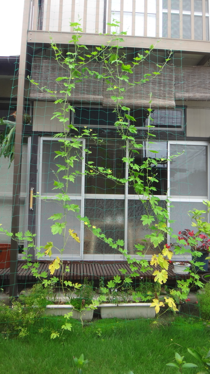 f:id:cafelegume:20190722223132j:plain