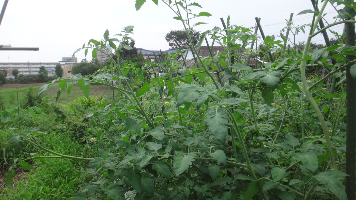 f:id:cafelegume:20190725230950j:plain