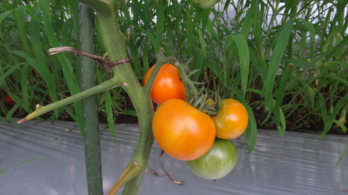 f:id:cafelegume:20190725232609j:plain