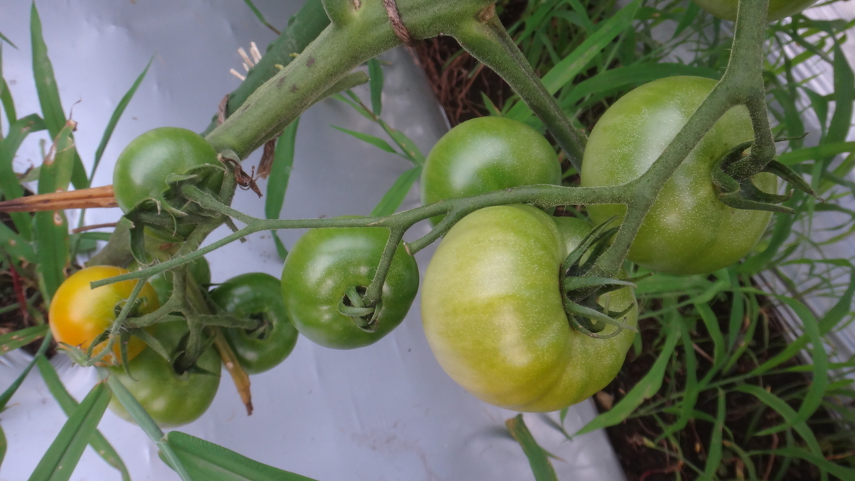 f:id:cafelegume:20190725233325j:plain